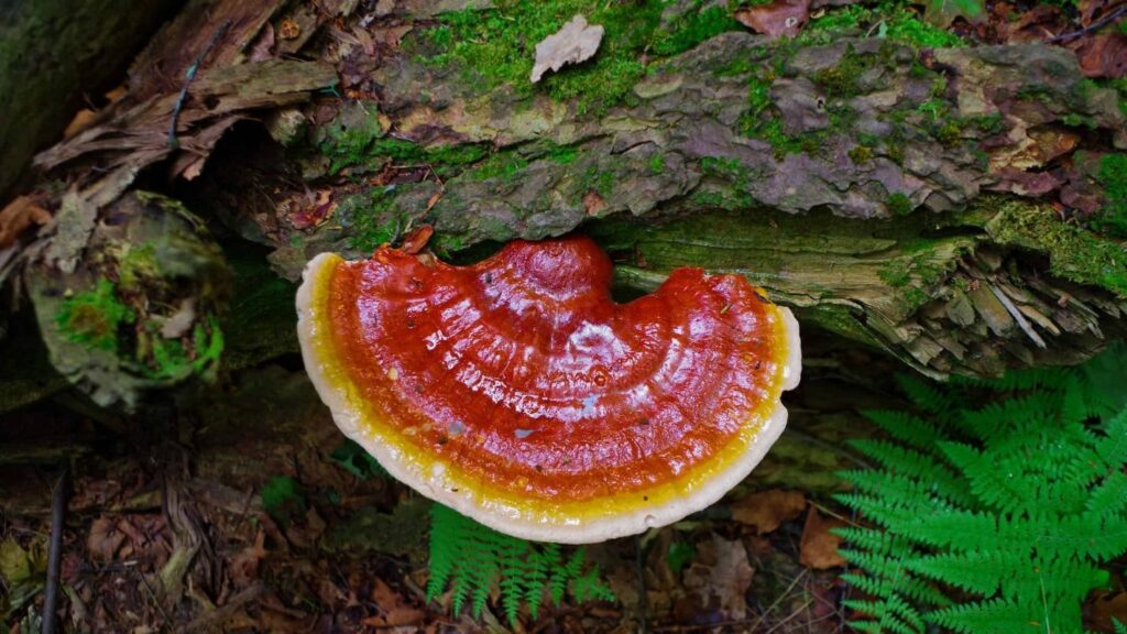 How can the reishi mushroom extract, help you get better skin?